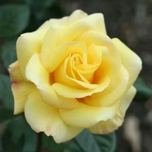 Whartons 'Arthur Bell' Climbing Rose Plant 4Ltr Pot