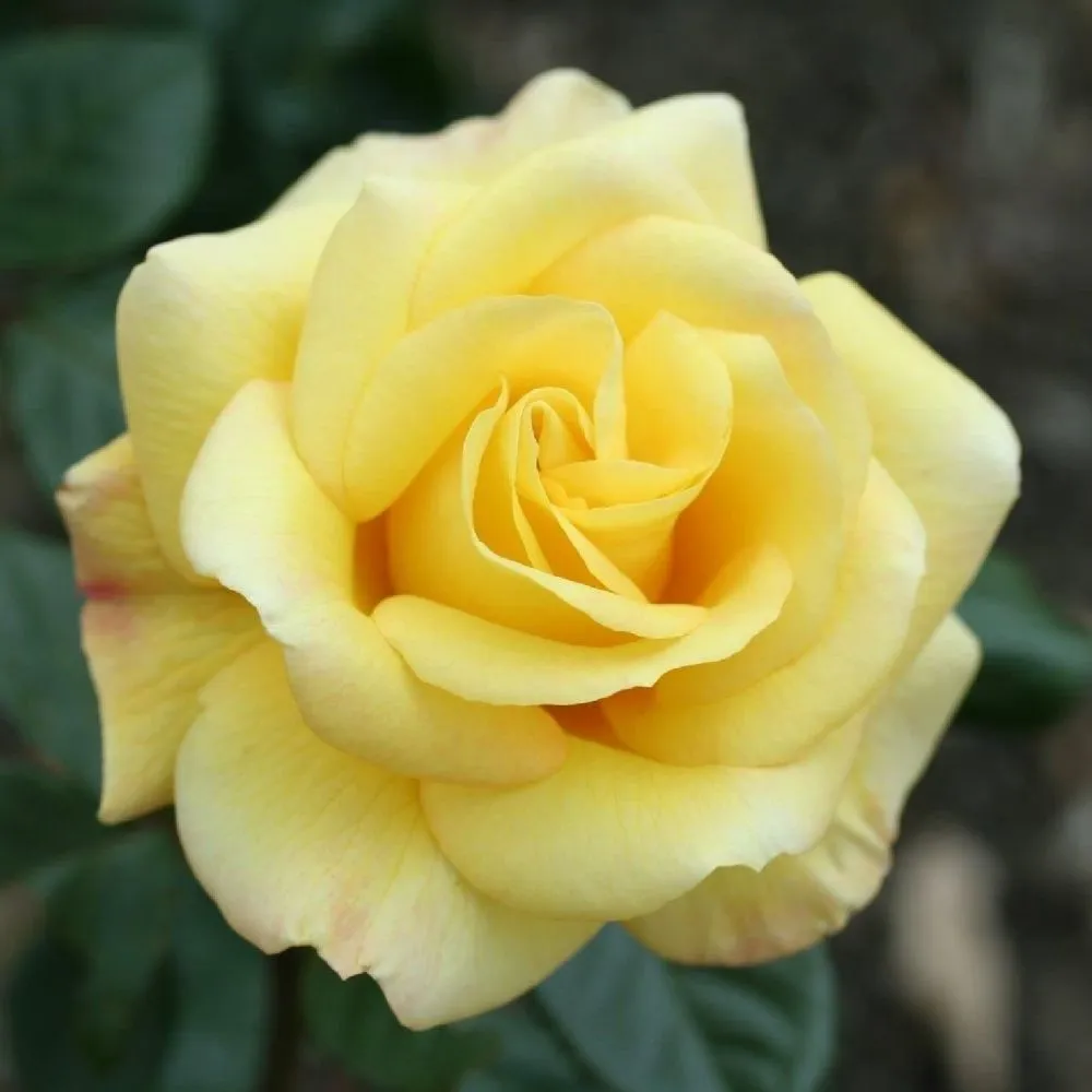 Whartons 'Arthur Bell' Climbing Rose Plant 4Ltr Pot