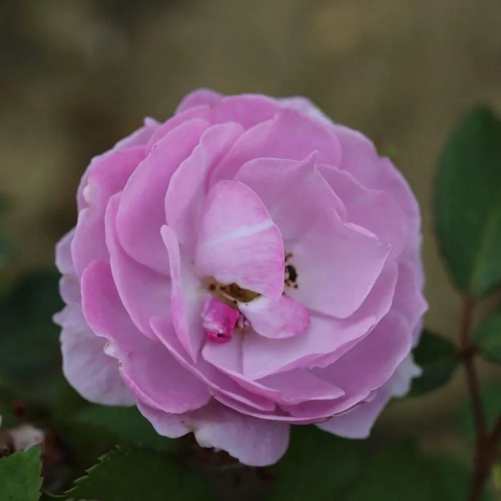 Whartons Lilac Bouquet Climbing Rose 4 Ltr