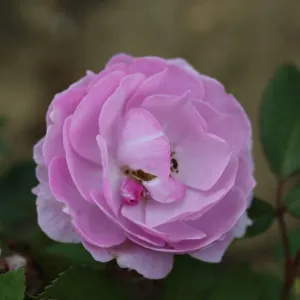 Whartons Lilac Bouquet Climbing Rose 4 Ltr