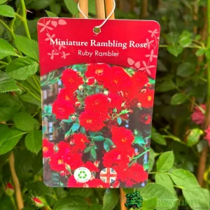 Whartons 'Ruby Rambler' Red Miniature Climbing Rose 3Ltr Pot